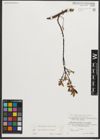 Foto von Salix myrtilloides L. x Salix repens L.